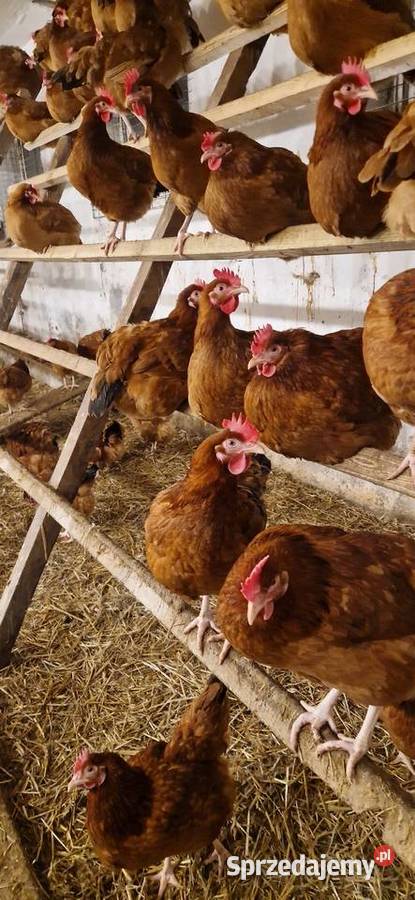 Jaja wiejskie łódzkie Tomaszów Mazowiecki