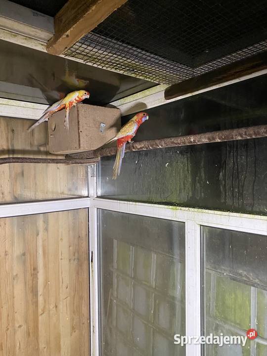 Sprzedam rozelle królewskie Zgórze