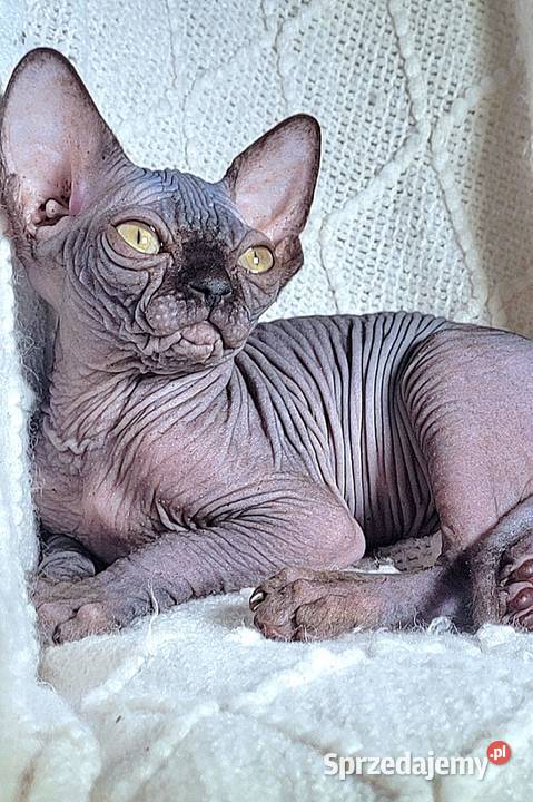 Kocurek Sfinks na Hodowle Warszawa