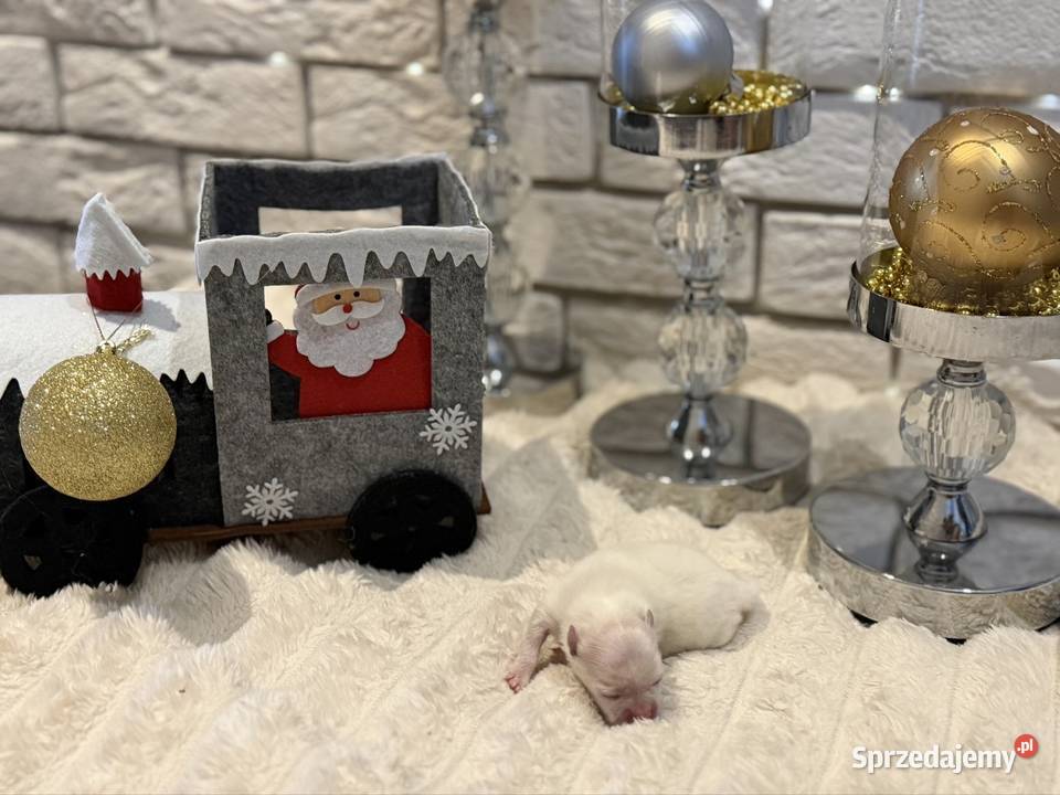 Szpic miniaturowy pomeranian Ophelia Poniszowice