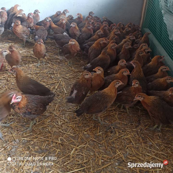 Zielononóżki kurki 8tygodniowe Ptaki Białogard