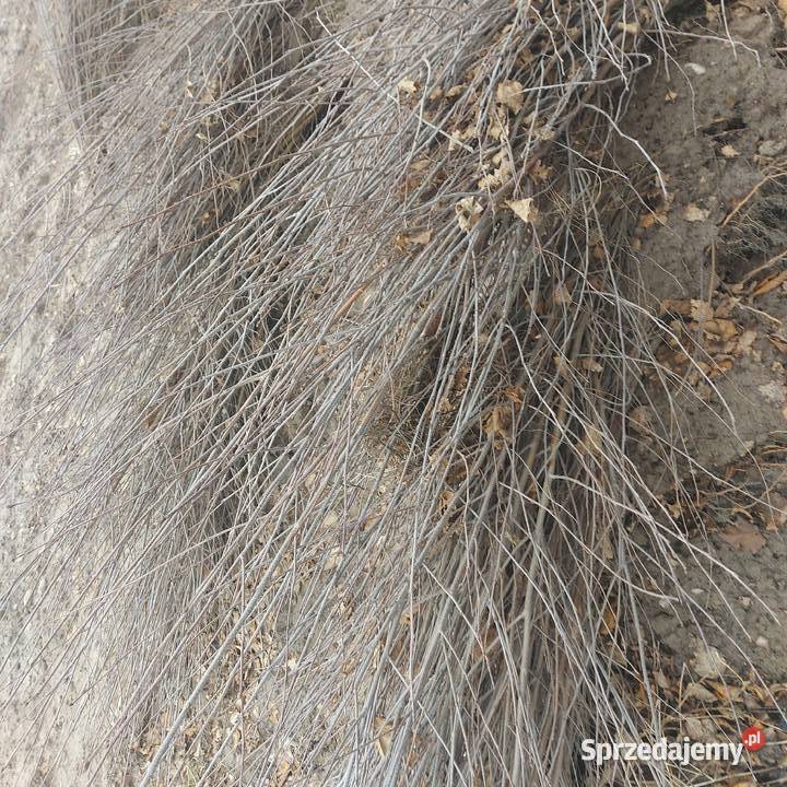 Brzoza Brodawkowata sadzonki 80120 SZKÓŁKOWANA Liściaste