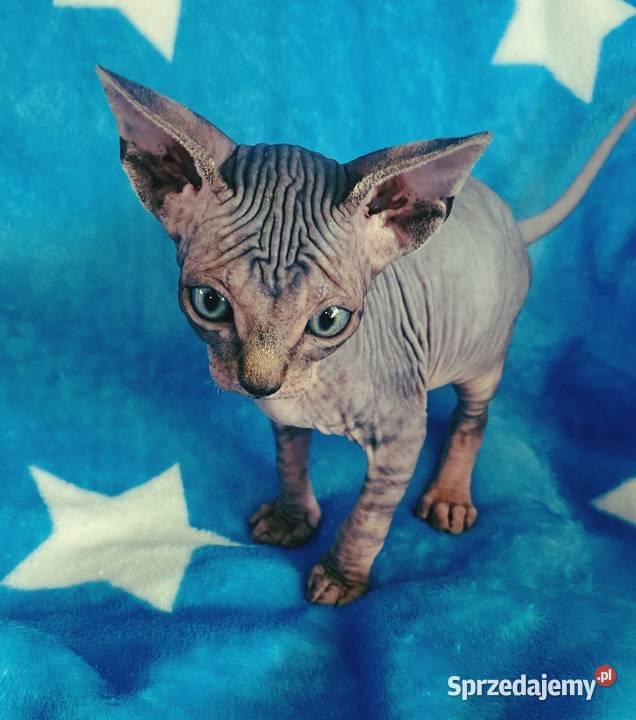 Sfinks Kanadyjski najwyższa klasa w super Raciborsko