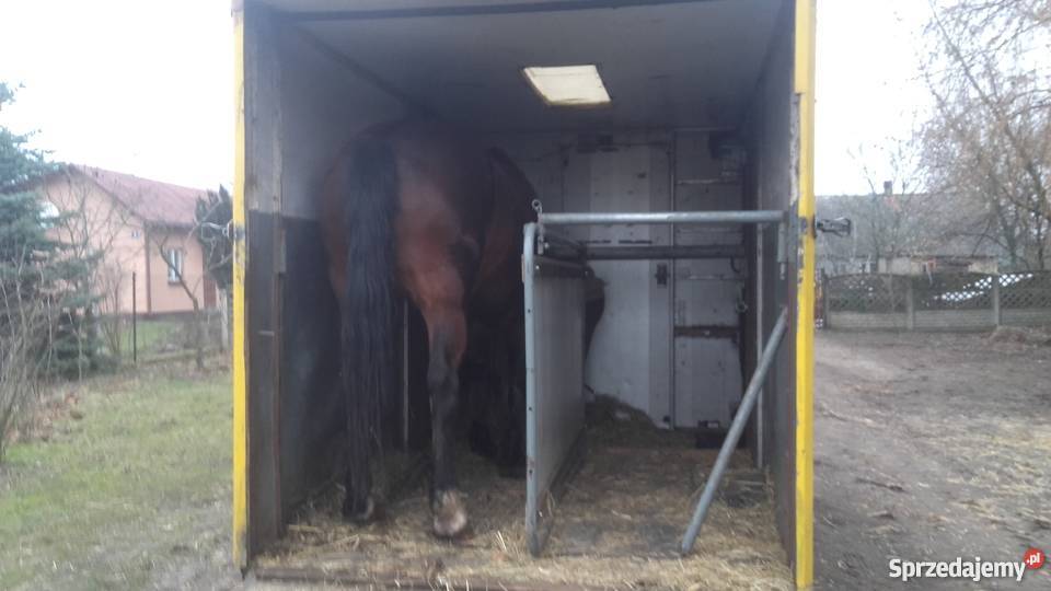 Transport przewóz koni Dla zwierząt Poddębice usługa dla zwierząt
