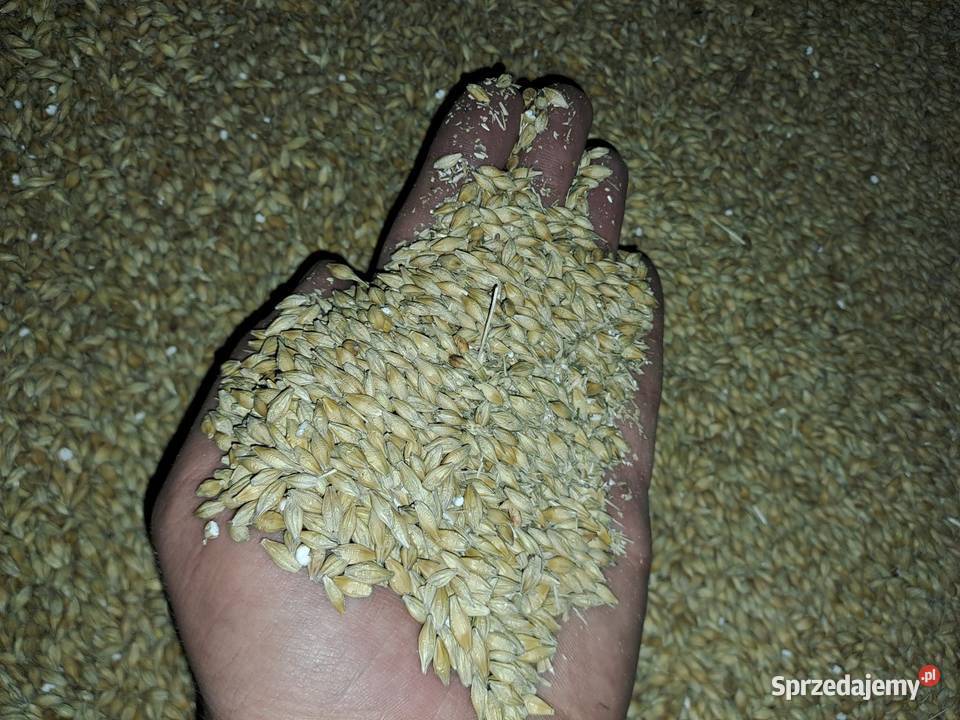 Jęczmień Jary Zworkowany 50 Brześć Kujawski sprzedam
