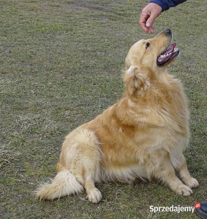 Golden retriever reproduktor krycie Przysucha
