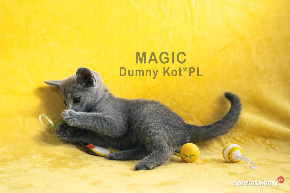 Kocięta Rosyjskie Niebieskie kujawsko-pomorskie Toruń sprzedam