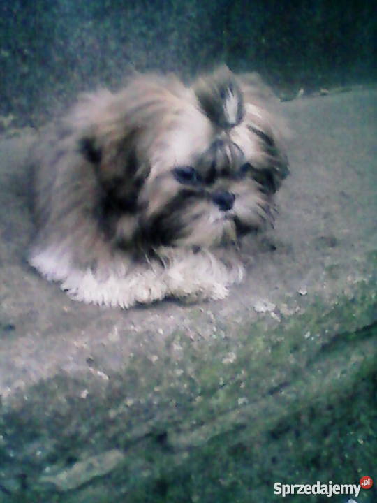 Cztero miesięczny shih tzu