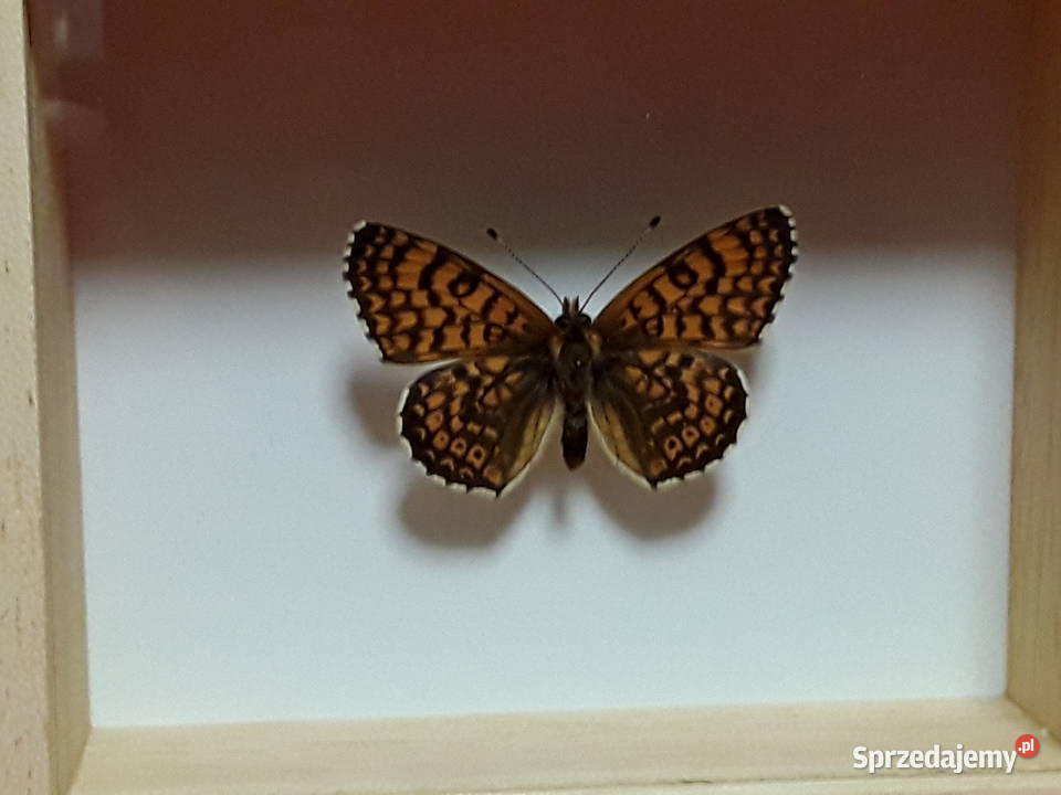 Motyl w ramce 10 x 8 Przeplatka atalia Melitaea Szczecin
