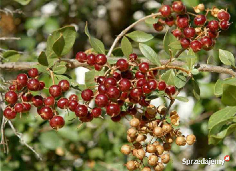 LAWSONIA BEZBRONNA Lawsonia inermis NASIONA 100g