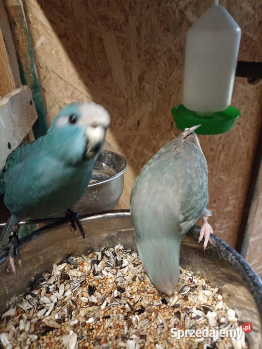 Sprzedam papugi rozelle królewskie aleksandretta Kobyłka