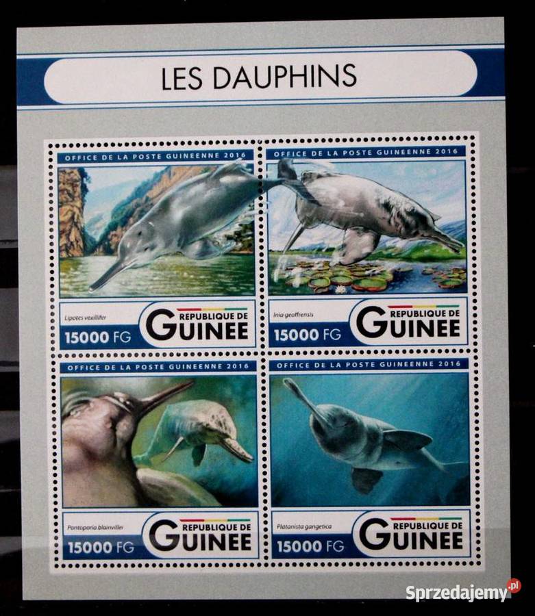 Gwinea delfiny 3 wielkopolskie Oborniki