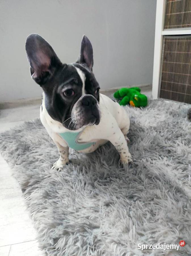 Buldog francuski szczenięta suczki sprzedam