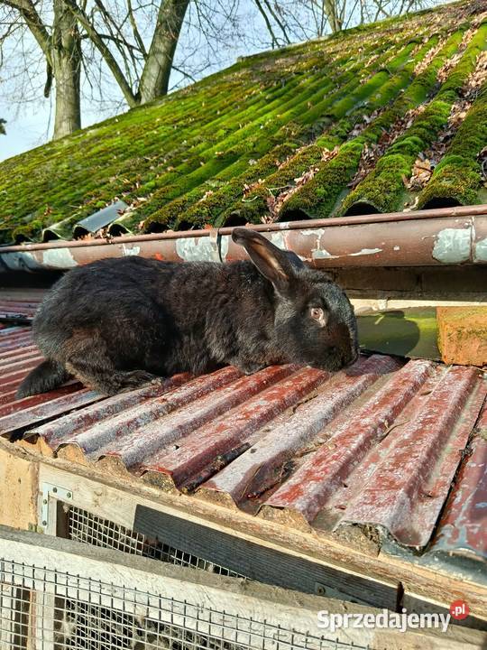 Sprzedam królika samic Gorzkowice