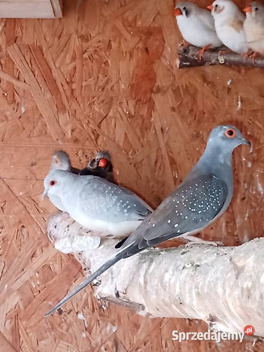 Sprzedam gołąbki diamentowe wielkopolskie Mechlin