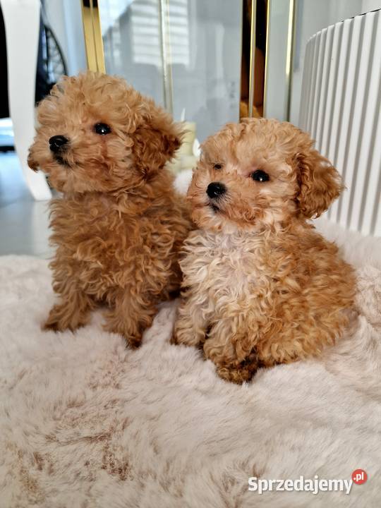 Mini pudelki toy Romeo Oreo bgenetyczne Jasło