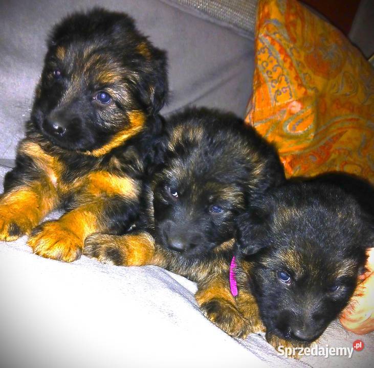 Sprzedam szczeniaki rasy owczarek niemiecki Busko-Zdrój