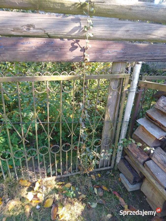 Sadzonki śliwy węgierki śliwy okrągłej czereśni Huta Podłysica