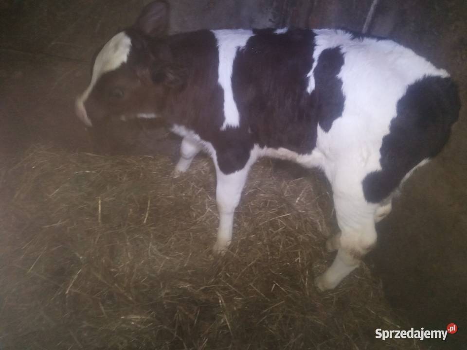 3 byczki miesne 2 jaloweczki mleczne Słotwiny