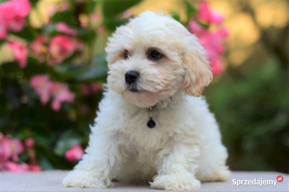 MALTIPOO pudel maltańczyk szczenięta Łódź
