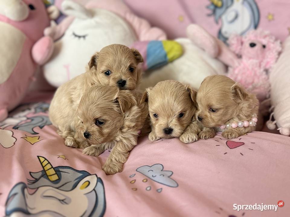 Maltipoo szczenięta Polanka Wielka