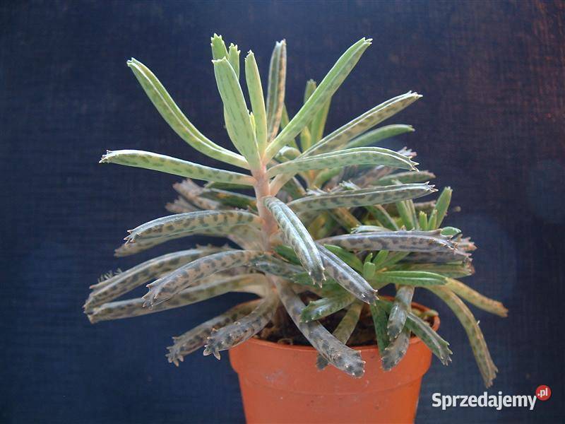 Kalanchoe tubiflora Żyworódka wąskolistna Milanówek