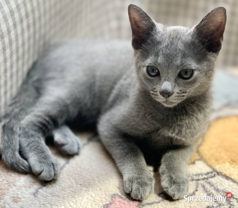 Kocięta Rrosyjskie Niebieskie WCF Łódź