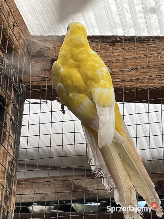 Rozela Królewska Pastel Sztum