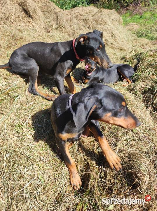 Szczenięta Dobermana do sprzedania Dobre