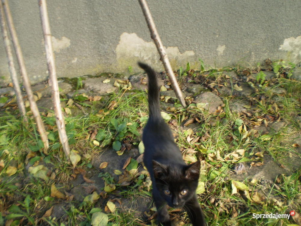 2 miesięczne kotki DOWIOZĘ Myszyniec