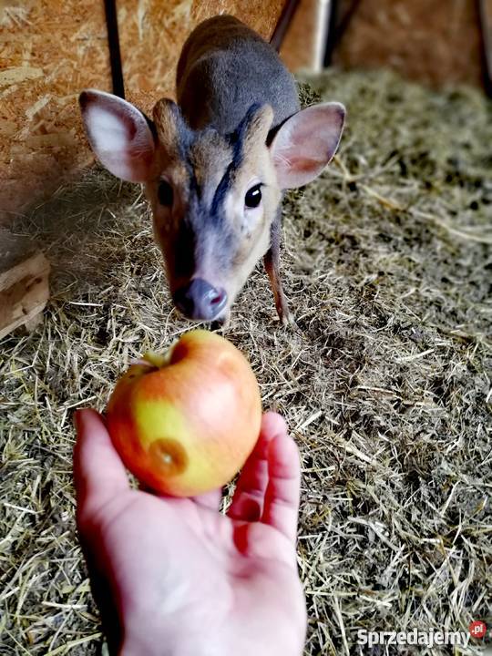 Mundżak mundżaki chińskie Pozostałe Kraków