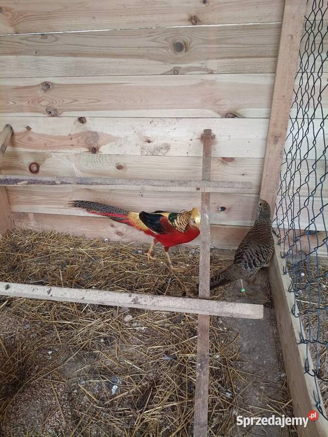 Bażant złocisty wielkopolskie Lwówek