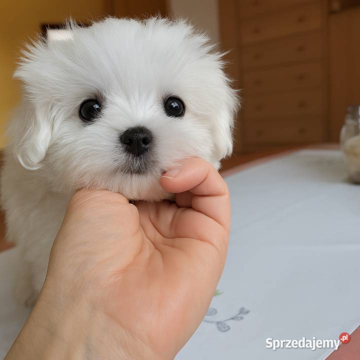 Śliczne maltańczyki Gryfice