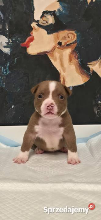 Śliczne szczenięta American Bully Pocket zdrowe Gdańsk