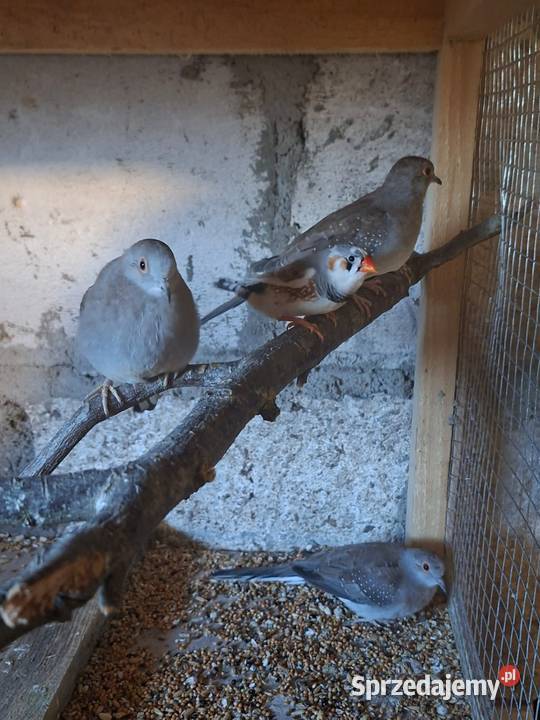 Papugi i inne Wąbrzeźno