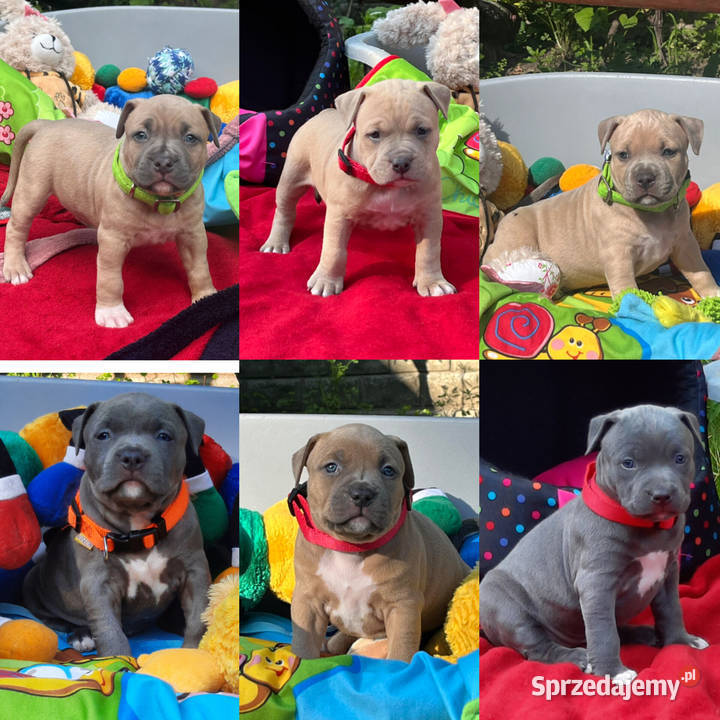 Amstaff BLUE I BŁĘKITNOPŁOWE ODBIÓR