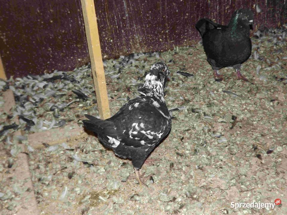 sprzedam gołębie Podborze