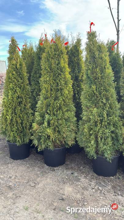 Thuja Brabant 140160 PRODUCENT Rydzyny sprzedam