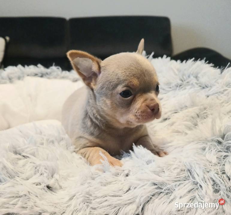 Piękny piesek chihuahua Płock