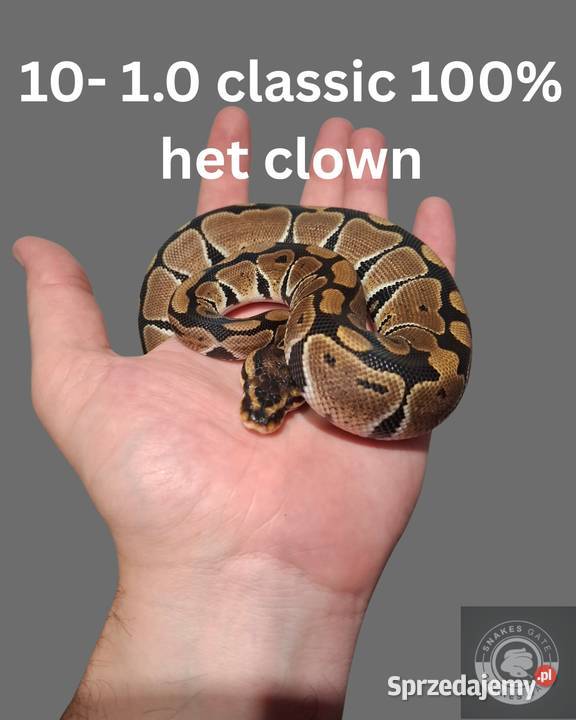 Pyton Królewski Classic het Clown samczyk Koszalin