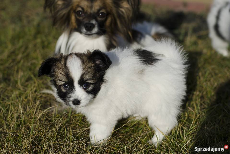 Szczeniaki Papillon trikolor