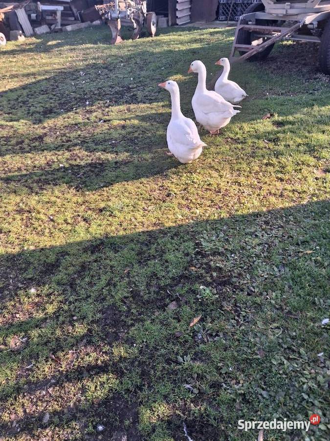Gęsi dolnośląskie Miękinia