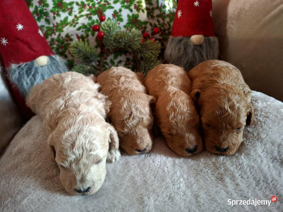 Pudel Pudelek Pudle miniatura Olkusz