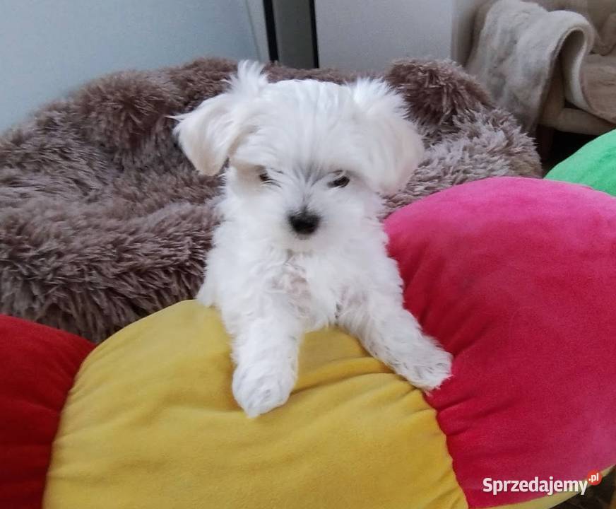 Maltańczyk szczenięboy do rezerwacji Racibórz