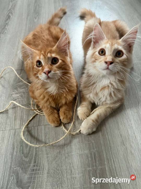 kocięta Maine Coon