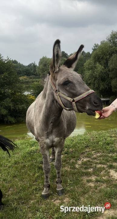 Rodzinka osiołków dolnośląskie Łuczyna