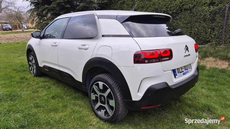 C4 CACTUS 12 110 OPŁACONY Rzeszów