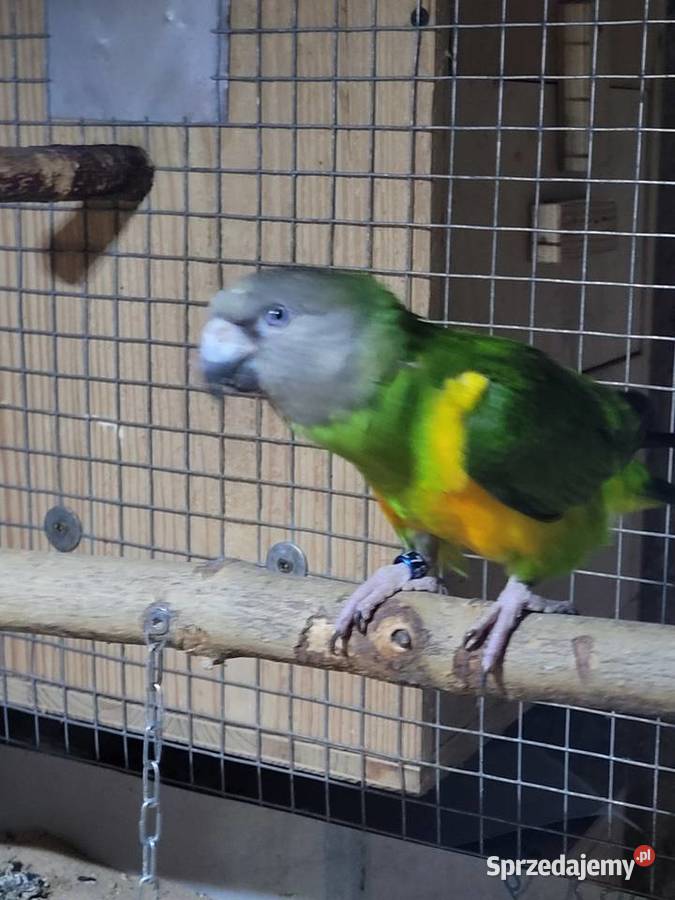 Afrykanka żółtobrzucha senegalka 2023r samica Ulanica sprzedam