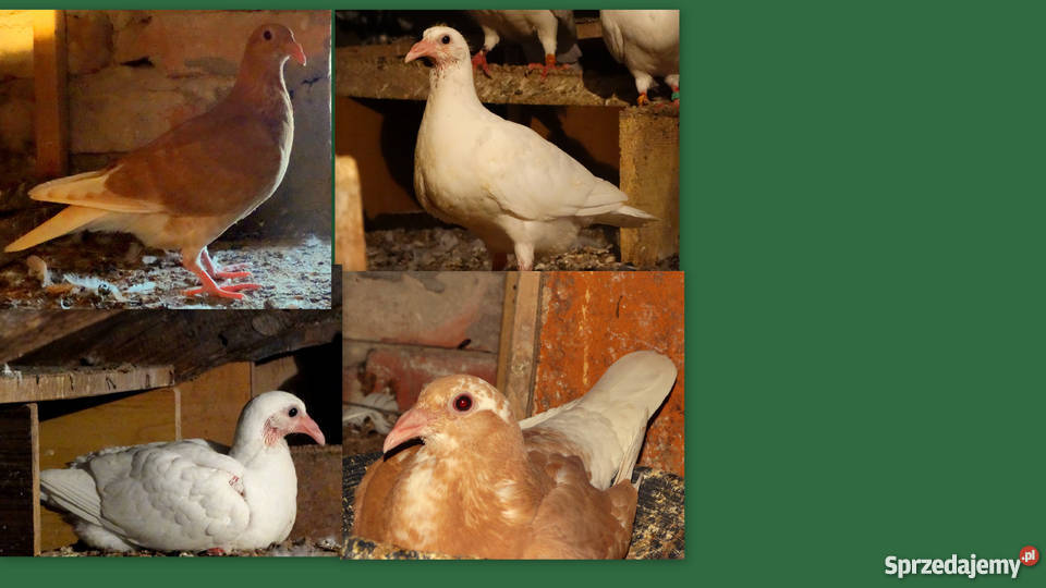 Gołębie pocztowe białe żółte śląskie sprzedam