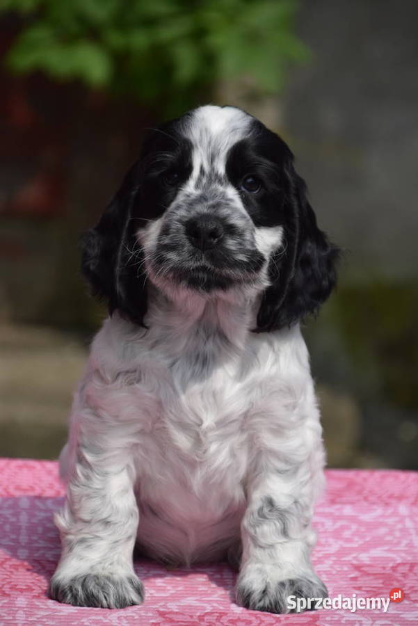 Cocker Spaniel Angielski Sczenięta FCI Nowy Sącz